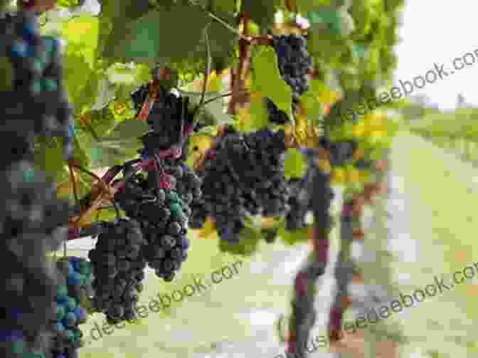 A Bunch Of Ripe Grapes On A Vine The Grape : 1 4 Plus Extra Material