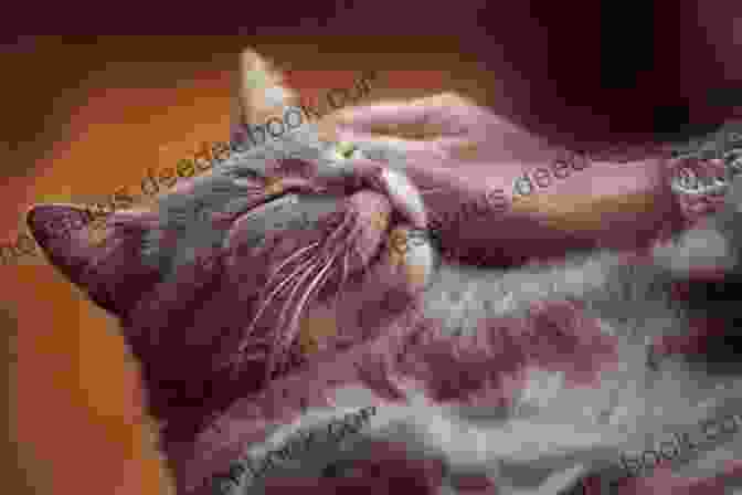 A Cat Purring, Representing The Power Of Purring 52 Devotions For Cat Ladies Jill B