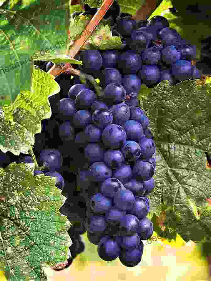 A Cluster Of Garano Grapes At Risk (Win Garano 1)