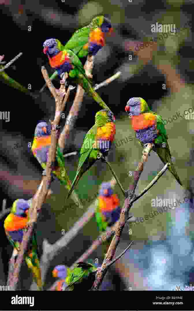 A Flock Of Lorikeets Gathered On A Branch Facts About The Lorikeets (A Picture For Kids 102)