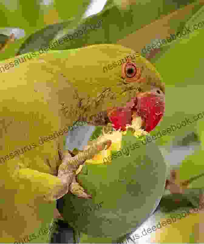 A Flock Of Parrots Eating Fruit How The Flock Do I Care For A Parrot?: An Invaluable Compendium Of Helpful Information Of All Topics Of Parrot Care Including First Aid