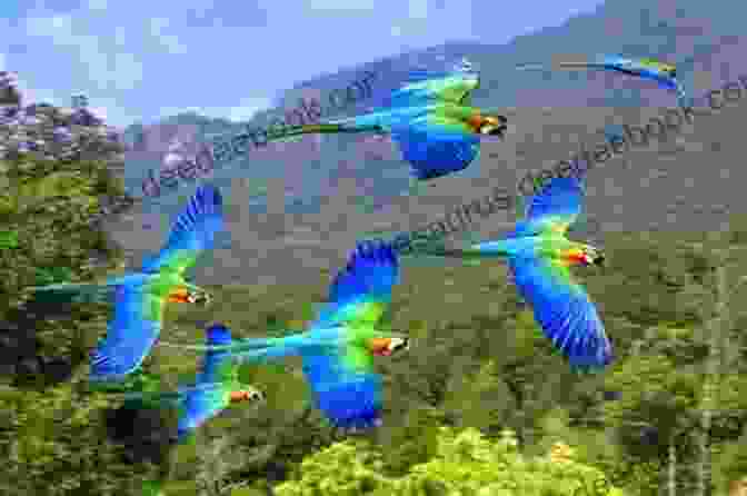 A Flock Of Parrots Flying Together How The Flock Do I Care For A Parrot?: An Invaluable Compendium Of Helpful Information Of All Topics Of Parrot Care Including First Aid