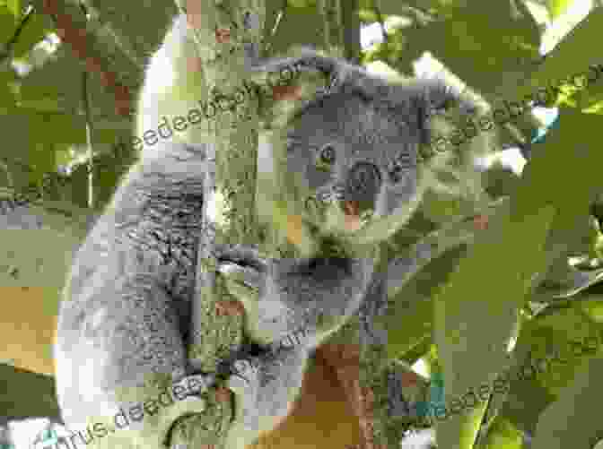 A Group Of Koalas Resting In A Tree, Demonstrating Their Tendency To Form Loose Social Bonds National Geographic Readers: Climb Koala