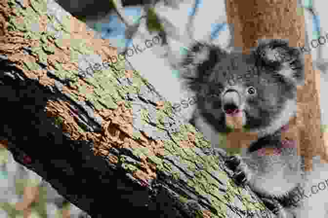 A Koala Climbing A Gum Tree, Its Sharp Claws And Long, Bushy Tail Clearly Visible National Geographic Readers: Climb Koala