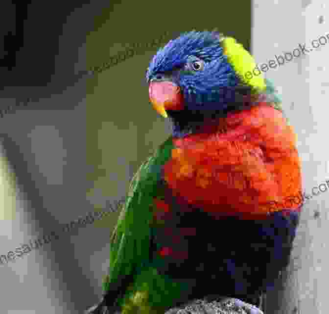 A Lorikeet With Vibrant, Rainbow Colored Plumage Perched On A Branch Facts About The Lorikeets (A Picture For Kids 102)