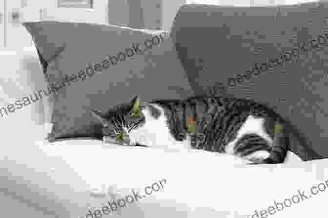 A Photo Of Alfie The Cat Sleeping On A Couch Alfie The Holiday Cat (Alfie 4)