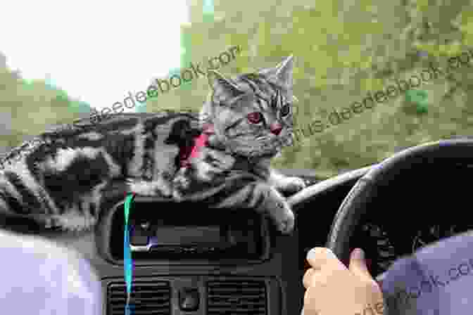 A Photo Of Alfie The Cat Traveling In A Car Alfie The Holiday Cat (Alfie 4)