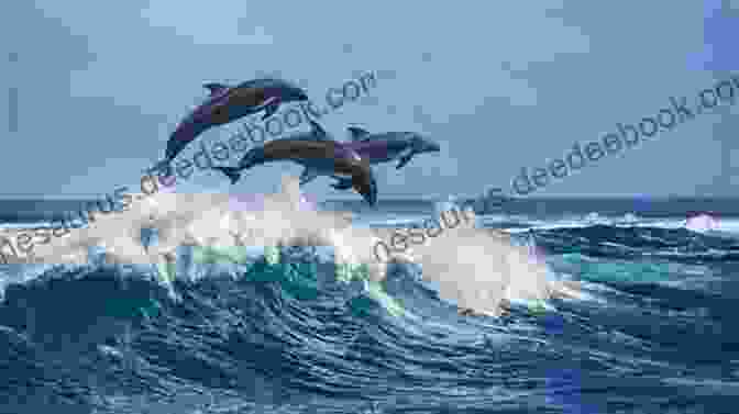 A Pod Of Dolphins Leaping From The Azure Waters Of The Ocean. Sea Lions: Wild And Playful (Born To Be Free)
