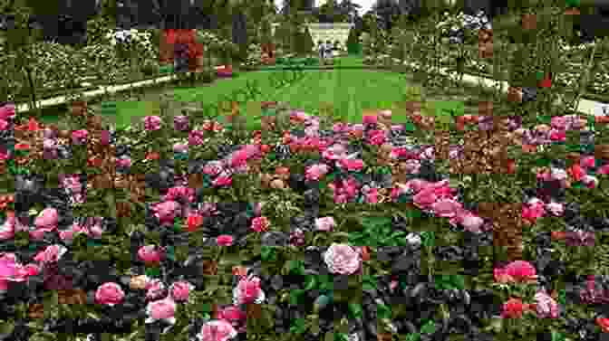 A Rose Garden In Full Bloom, With Lush Greenery And Vibrant Colors, Symbolizing The Beauty And Wonder Of Time Time And The Rose Garden: Encountering The Magical In The Life And Works Of J B Priestley