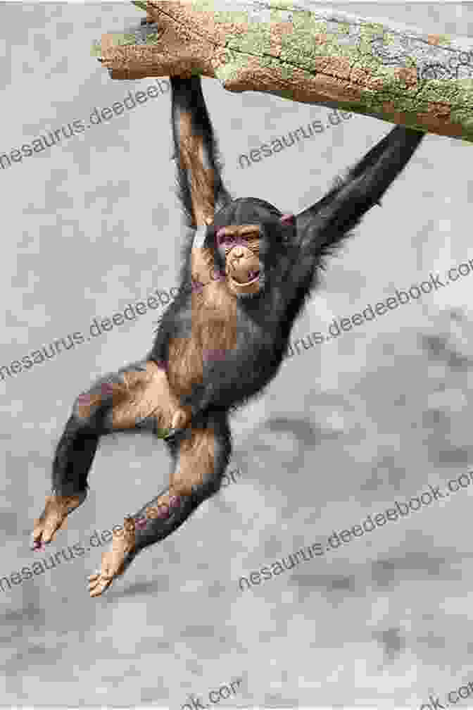 A Young Chimpanzee Swinging From Branch To Branch In A Playful Display Of Acrobatics. Sea Lions: Wild And Playful (Born To Be Free)