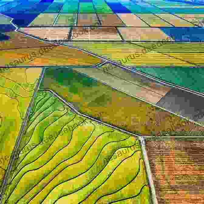 Aerial View Of A Vast Rice Field In California's Central Valley, With The Sacramento River Snaking Through It. Daddy S Got Dirt: A California Rice Story