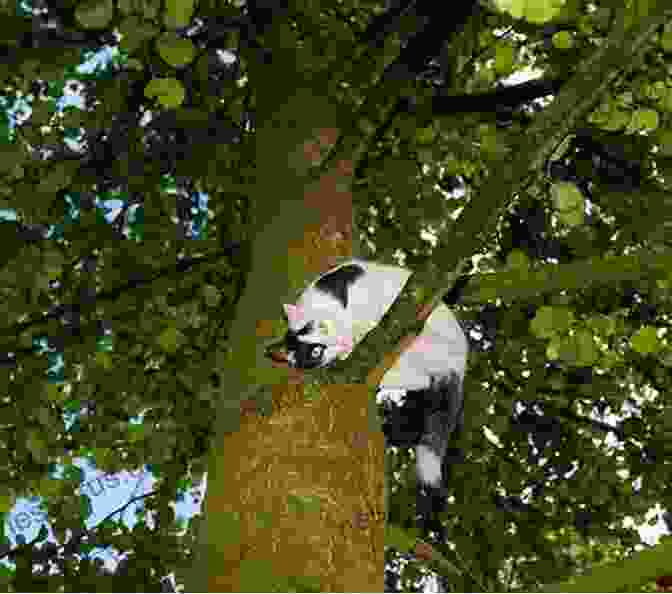 Alfie The Cat Trapped In A Tree. Alfie Cat In Trouble (Alfie A Friend For Life)