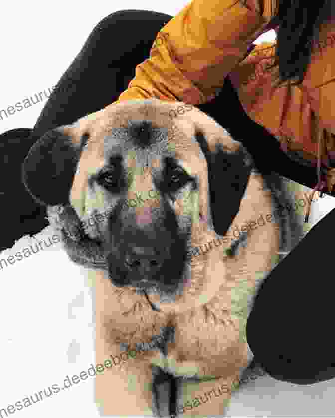 Anatolian Shepherd Attentively Listening To Commands During A Training Session The Anatolian Shepherd As A Family Dog: Successfully Raising Your Anatolian Shepherd To Thrive As A Family Dog