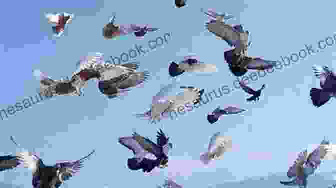 Baby Pigeon Soaring Through The Sky The Adventures Of Baby Pigeon: The Search For Baby Crow