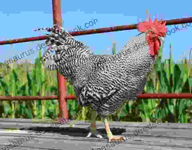 Plymouth Rock Chicken With Barred Feathers The Best Backyard Chicken Breeds: A List Of Top Birds For Pets Eggs And Meat (Livestock 2)