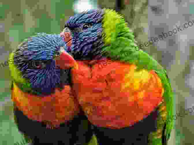 Two Lorikeets Chatting On A Branch Facts About The Lorikeets (A Picture For Kids 102)